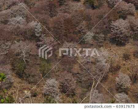 吉野櫻2020 63917673