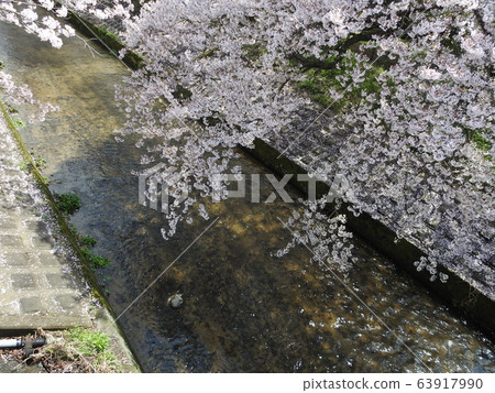 2020 Sakura Sakura 63917990