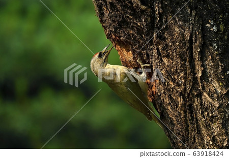 Woodpecker, Animal, Bird Woodpecker, Animal, Bird 63918424