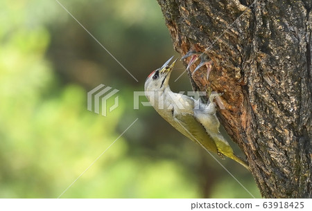 啄木鳥，動物，鳥 63918425