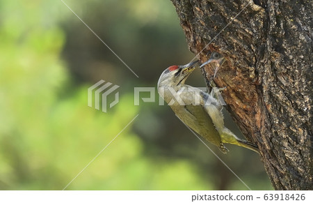 啄木鳥，動物，鳥 63918426