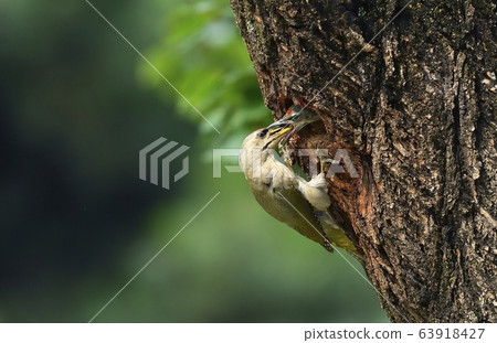 啄木鳥，動物，鳥 63918427