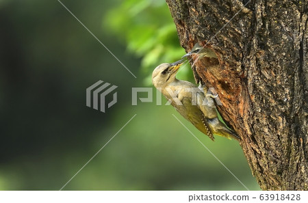 啄木鳥，動物，鳥 63918428