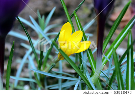 Yellow blooming crocus flower 63918473