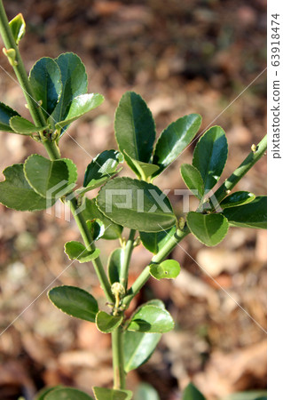 Blooming young green plant 63918474