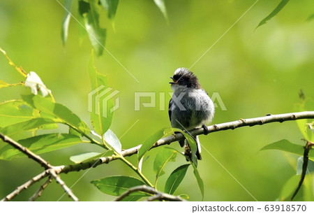 Concave, bird, animal Concave, bird, animal 63918570