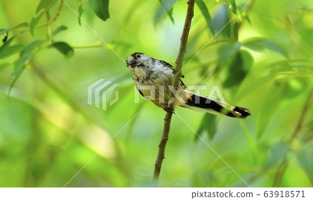 Concave, bird, animal Concave, bird, animal 63918571