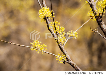 Cornus officinalis at spring in Icheon Sansuyu village, Korea 63918997