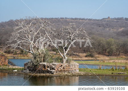 ranthambore monuments and padam lake with landscape of ranthambore national park, rajasthan, india 63919108
