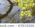 藍葉 63919266