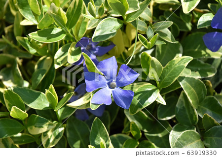 Tunnitzichiensis (Vine Daily grass) 63919330