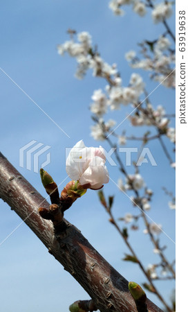 池 自然 樹 63919638