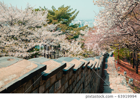 Korean traditional architecture Hwaseong Fortress with pink cherry blossom in Suwon, Korea 63919994