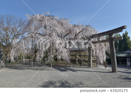 Oishi Shrine Torii和Oishi Sakura Oishi Shrine Torii和Oishi Sakura 63920175