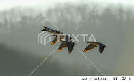 Goose, animal, duck Goose, animal, duck 63920206