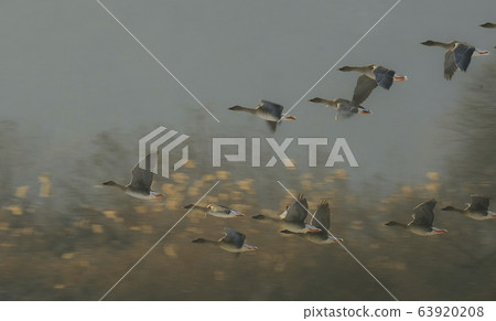 Goose, animal, duck Goose, animal, duck 63920208