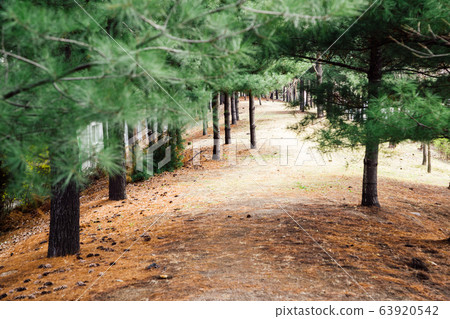 Pine trees forest in Korea Pine trees forest in Korea 63920542
