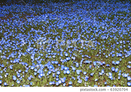 一片高角度的草原照片，那裡滿是Nemophila的藍色花朵盛開 63920704