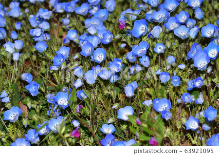 nemophila的花的照片在nemophila的許多藍色花開花的草原 63921095