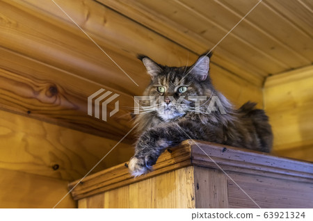 Fluffy big cat with long tassels on the ears  63921324