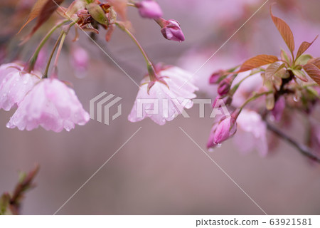 Cherry blossoms after the rain Cherry blossoms after the rain 63921581