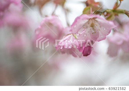Cherry blossoms after the rain 63921582