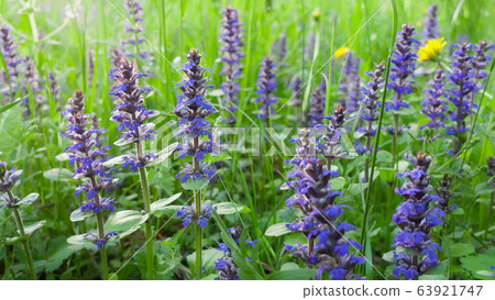 Summer field at beautiful day. Beautiful wild flowers in summer field. Summer field at beautiful day. Beautiful wild flowers in summer field. 63921747