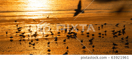 Gorgeous orange sunset with beautiful reflection with seagulls swimming and flying around Gorgeous orange sunset with beautiful reflection with seagulls swimming and flying around 63921961