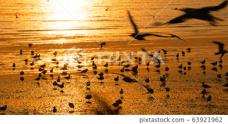 Gorgeous orange sunset with beautiful reflection with seagulls swimming and flying around Gorgeous orange sunset with beautiful reflection with seagulls swimming and flying around 63921962