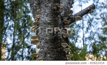Nameless mushrooms Nameless mushrooms 63922414