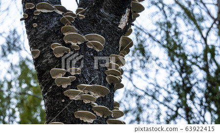 Nameless mushrooms Nameless mushrooms 63922415