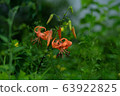 Lily flower 63922825