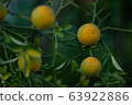 Tangerine 63922886