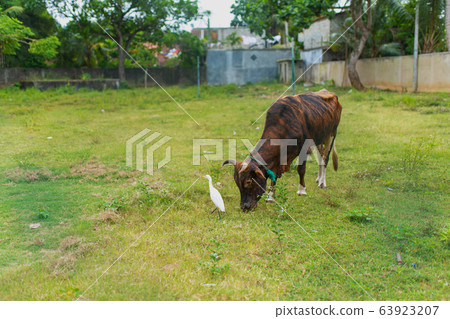 Heron is looking for food on a green lawn next to 63923207