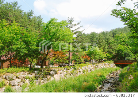 Natural recreation forest in Gangwon-do, Korea Natural recreation forest in Gangwon-do, Korea 63923317