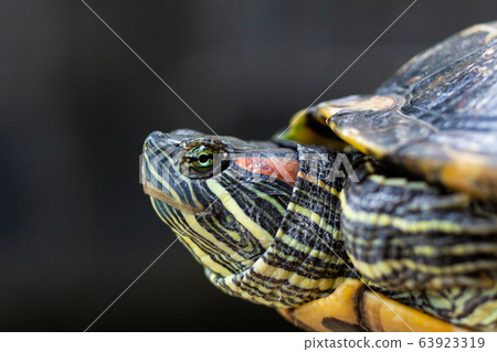 Red Eared Terrapin - Trachemys scripta elegans. Red Eared Terrapin - Trachemys scripta elegans. 63923319