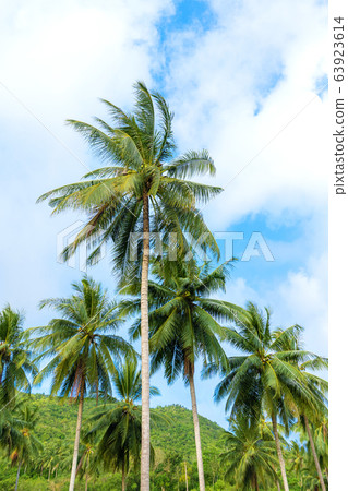 palm grove. Palm trees in the tropical jungle. 63923614