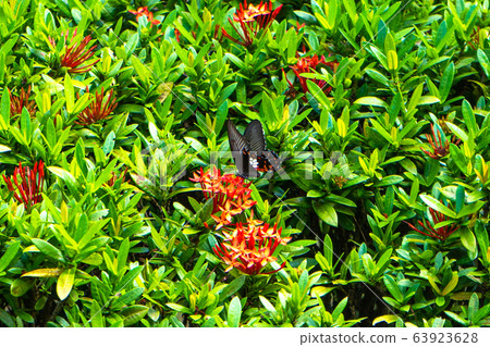 Incredibly beautiful day tropical butterfly 63923628