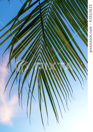 Tropical palm trees against a blue-purple sunset 63923635