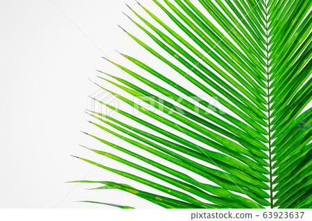 Rays of the sun through palm leaves. Soft focus. Rays of the sun through palm leaves. Soft focus. 63923637