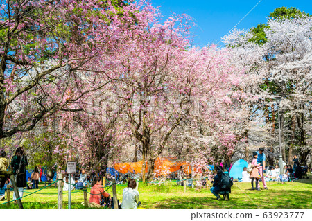 ita玉大宮公園櫻花 63923777