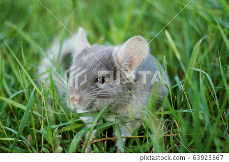 Little gray chinchilla walks on the street on 63923867
