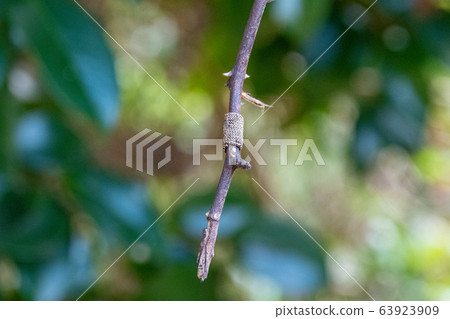 Obikareha Egg 63923909