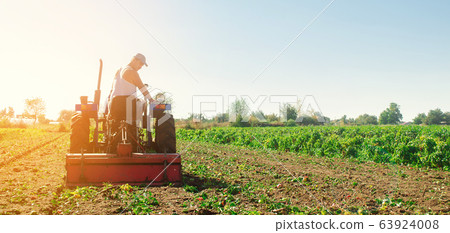 Tractor cultivates the soil after harvesting. A farmer plows a field. Pepper plantations. Seasonal farm work. Agriculture crops. Farming, farmland. Selective focus 63924008