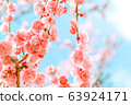 晴朗的天空和紅梅 63924171