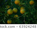 Tangerine 63924248