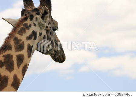 非洲amimeirain 非洲amimeirain 63924403