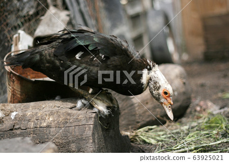 Portrait of a domestic duck. Cairina moschata Portrait of a domestic duck. Cairina moschata 63925021