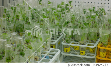Research scientist medical plants capsicum red pepper medicinal purposes, bottles tube test growth chamber in vitro clone culture, laboratory genetic phytotron cloned, cultivation growth science 63925213