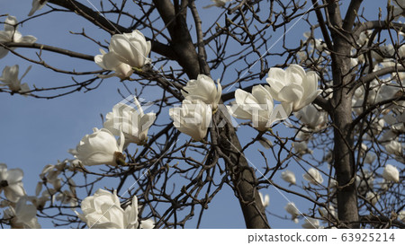 Magnolia flower 63925214